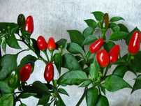 Продам домашний горький перчик
