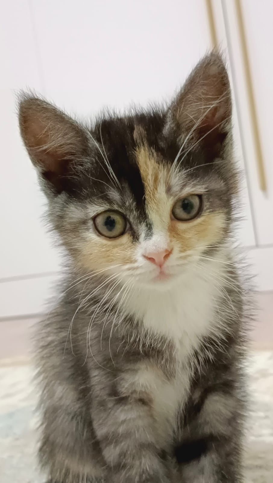 Котята бесплатно