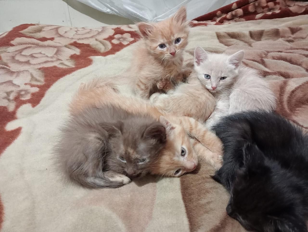 Отдам красивых и милых котят