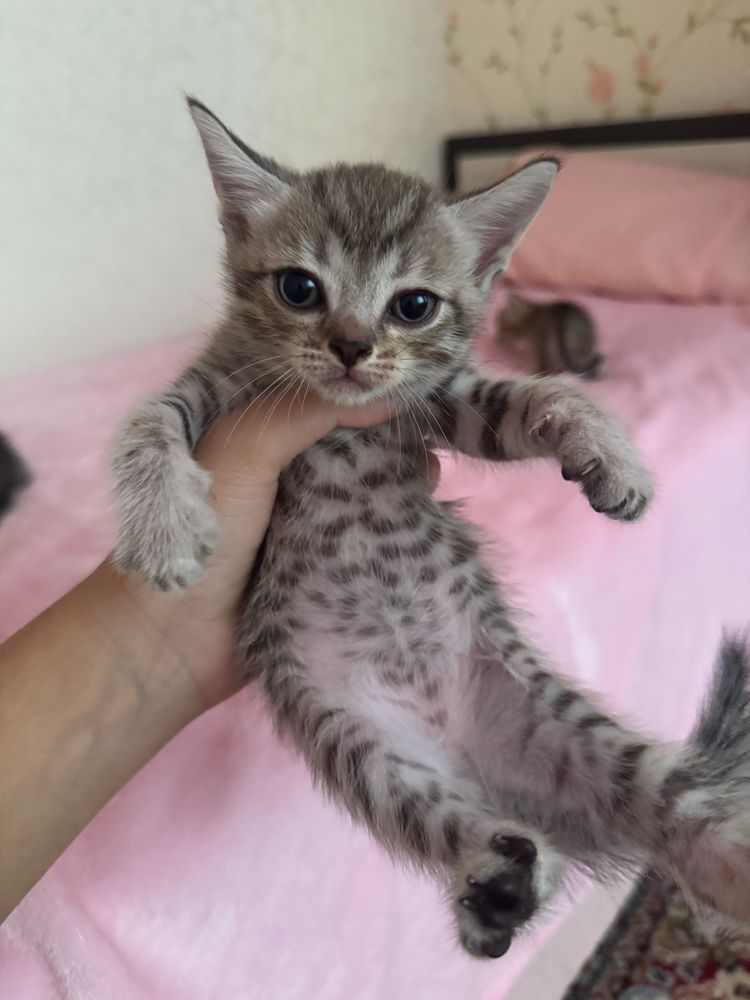 котята 6 - 500тг