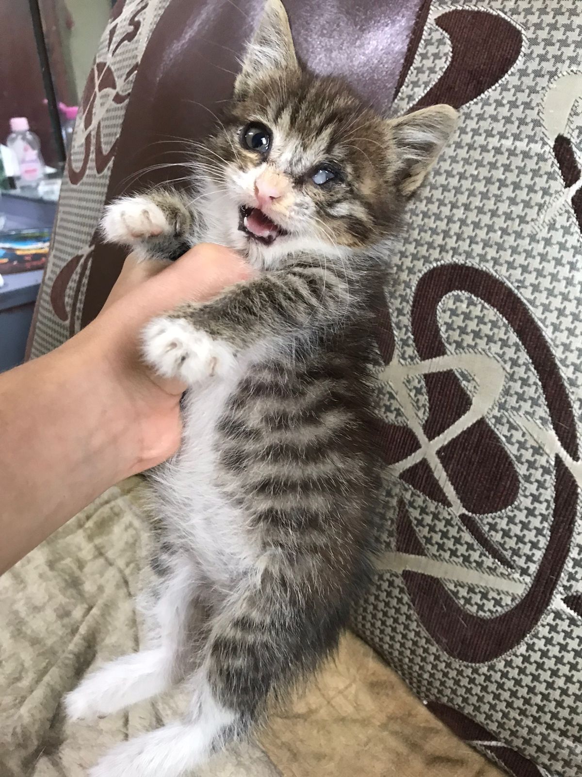 Котята кошка ищут семью и дом