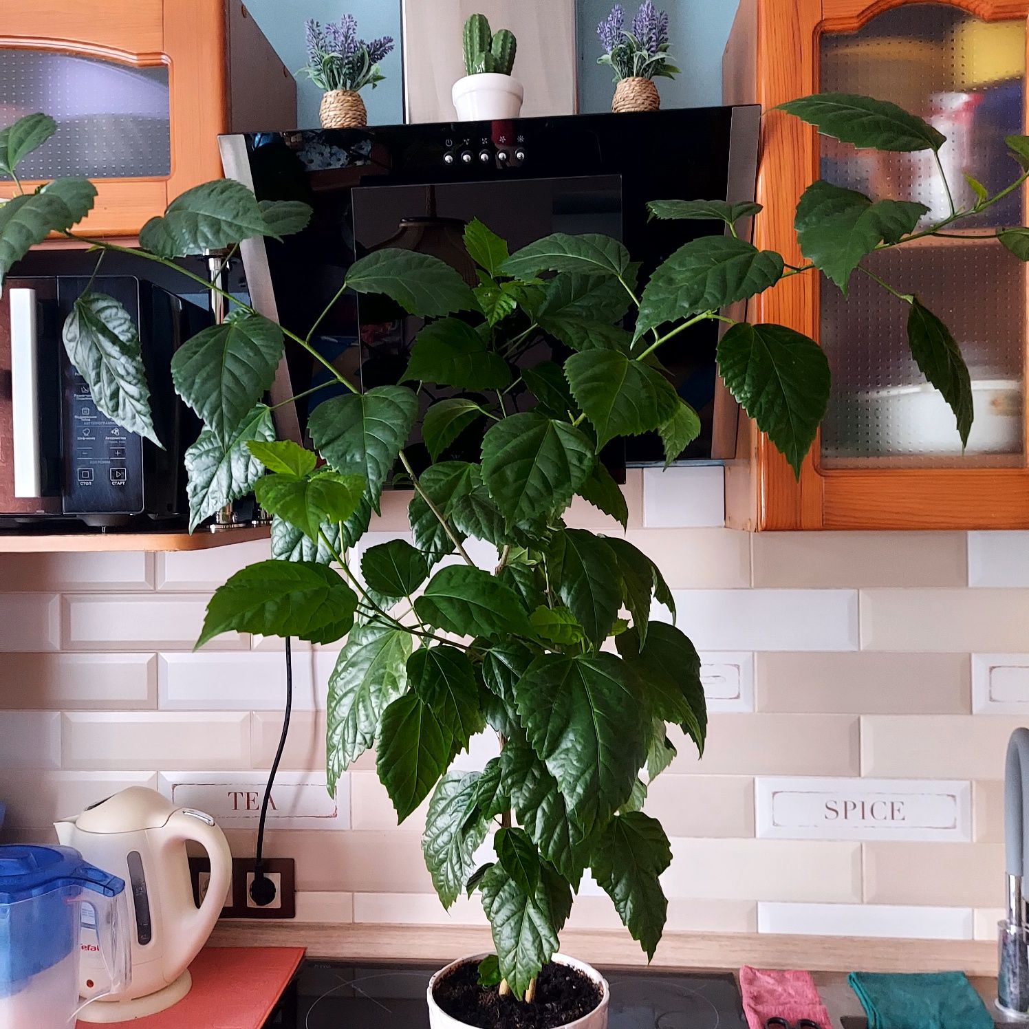 Продам молодой гибискус( китайскую розу).