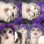 Кошка британская бесплатно