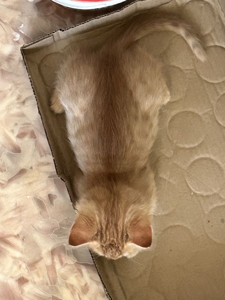 котенок девочкаа