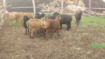 продам на племя кашкарчиков эдильбай