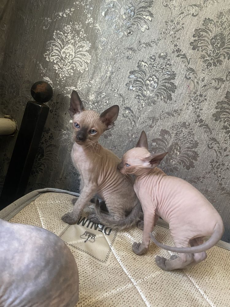 Продам котят сфинкс