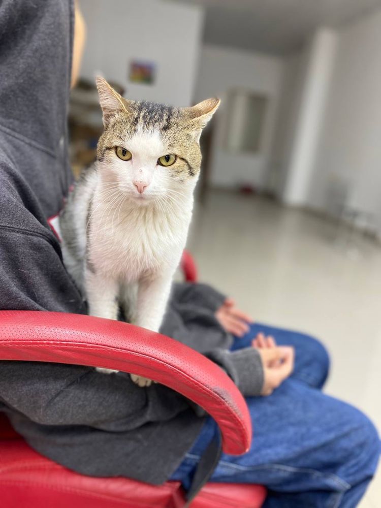 Отдаем кота в добрые руки