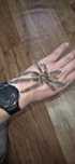 Адульт самец ×2  Psalmopoeus cambridgei