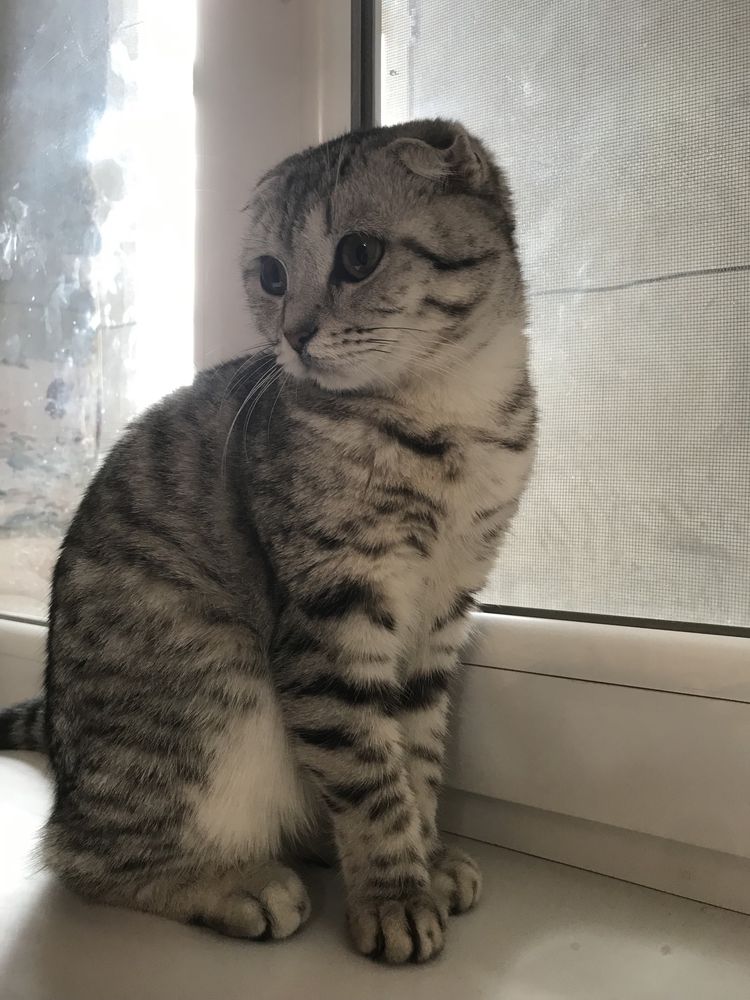 Шотландский вислоухий мышык сатылады багасын келисемыз