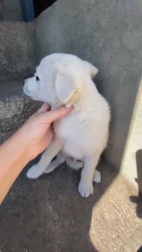 Щенку нужен дом! Срочно!