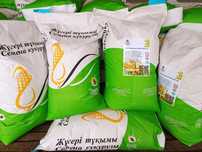 Силыс жүгері. Силос. Кукуруза для силоса. Ұрықтық жүгері