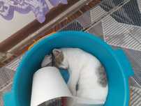 Бесплатно котята