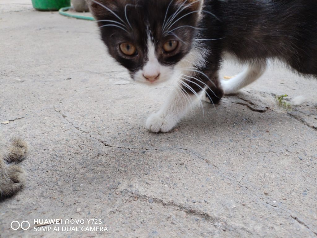 Отдам котят в добрые руки