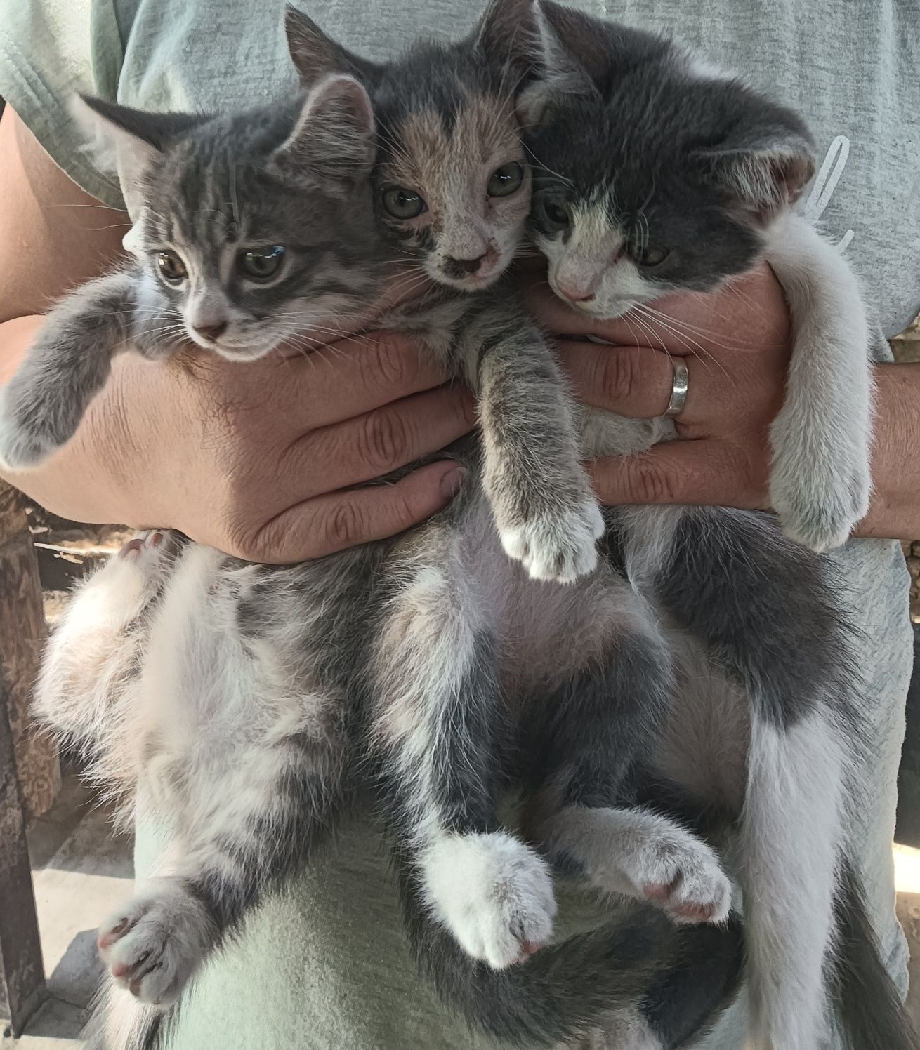 Отдам котят в добрые руки