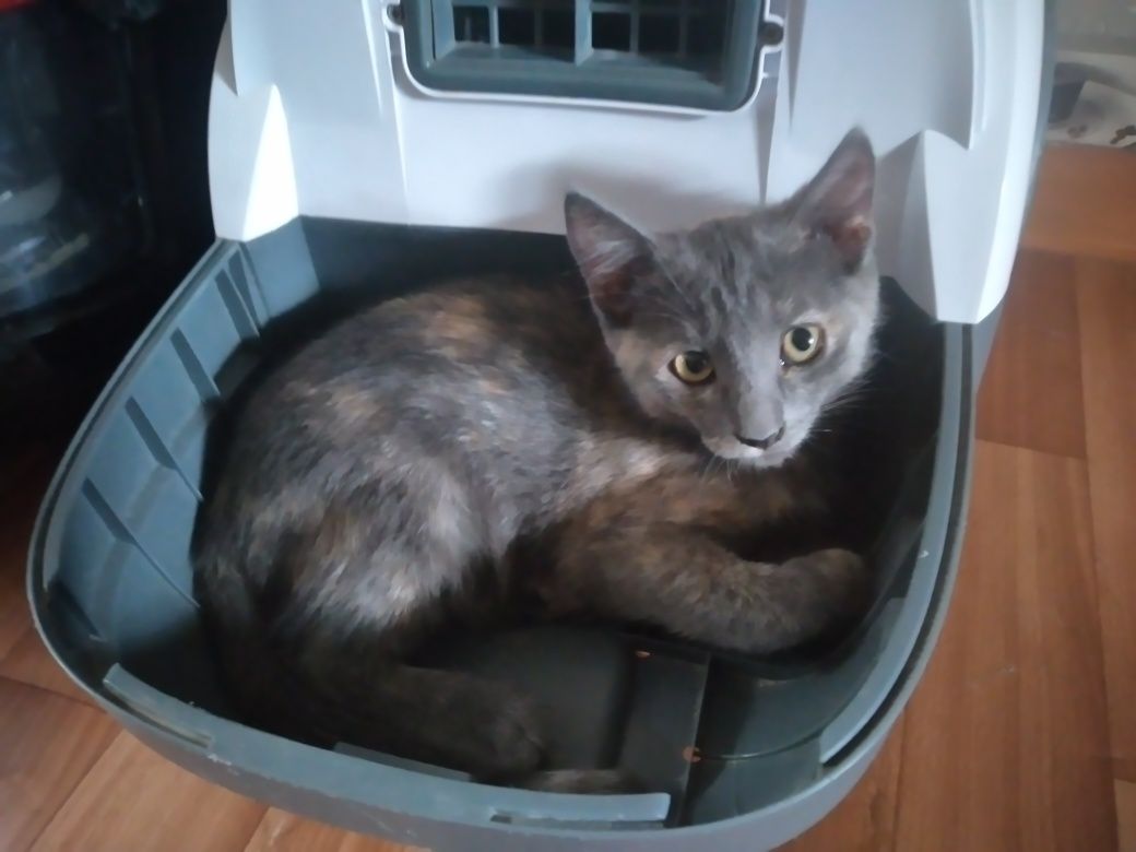 Отдам котят добрые руки