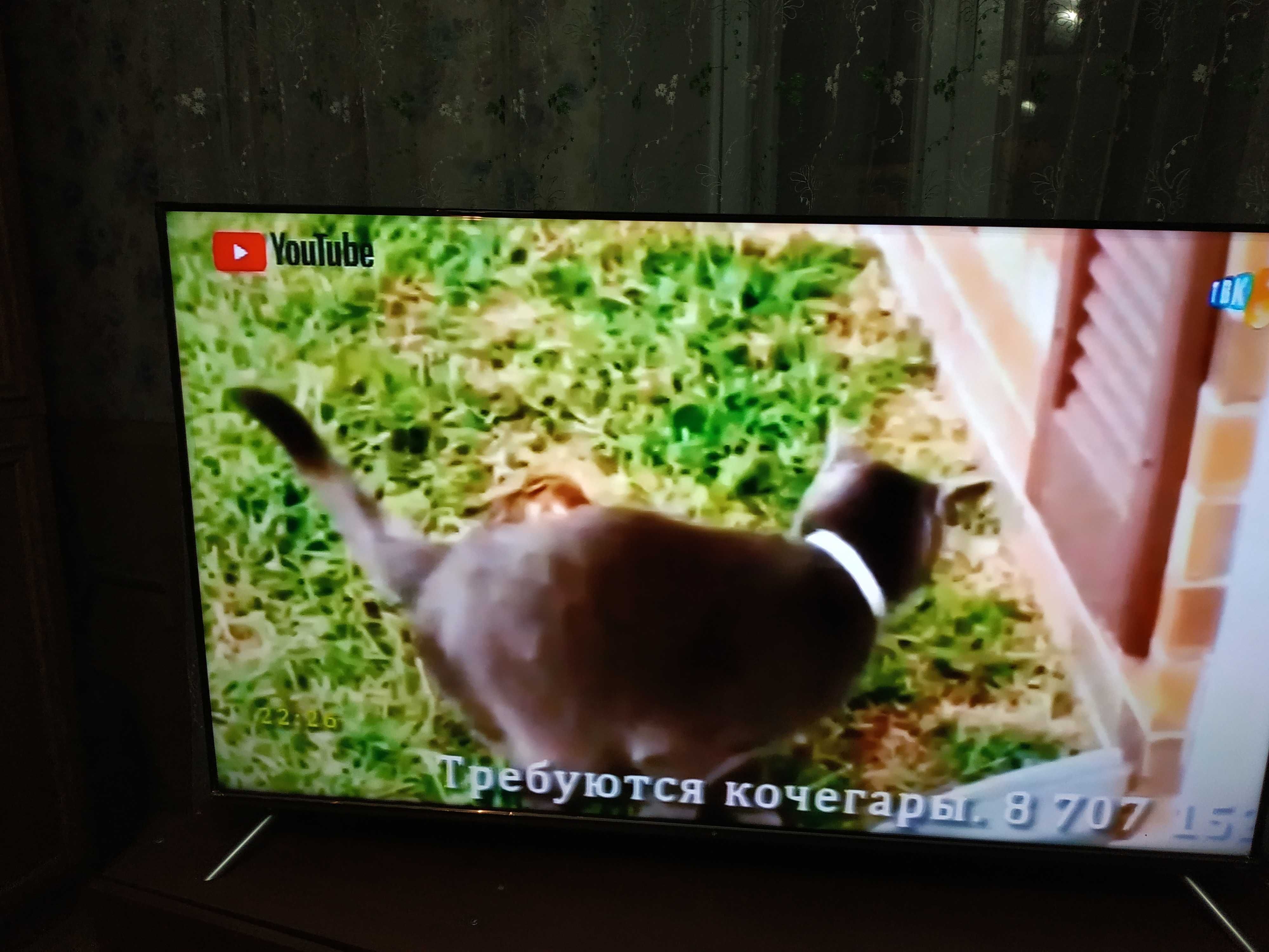 ЖК телевизор 55 дюймов (139 см) 4K Smart TV DEXP A551