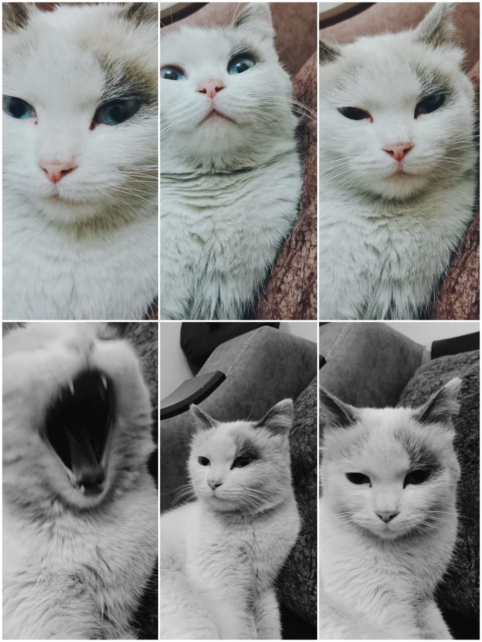 Рэгдолл кошка девочка
