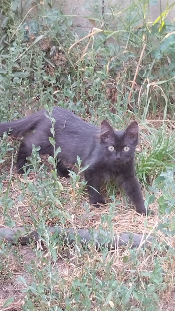 Котёнок девочка игривая глаза как у совёнка