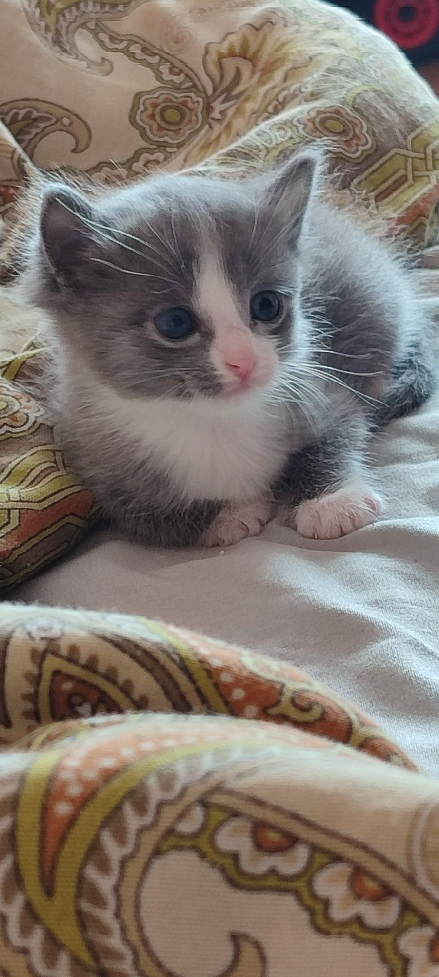 Отдам котят. 3-ое. .