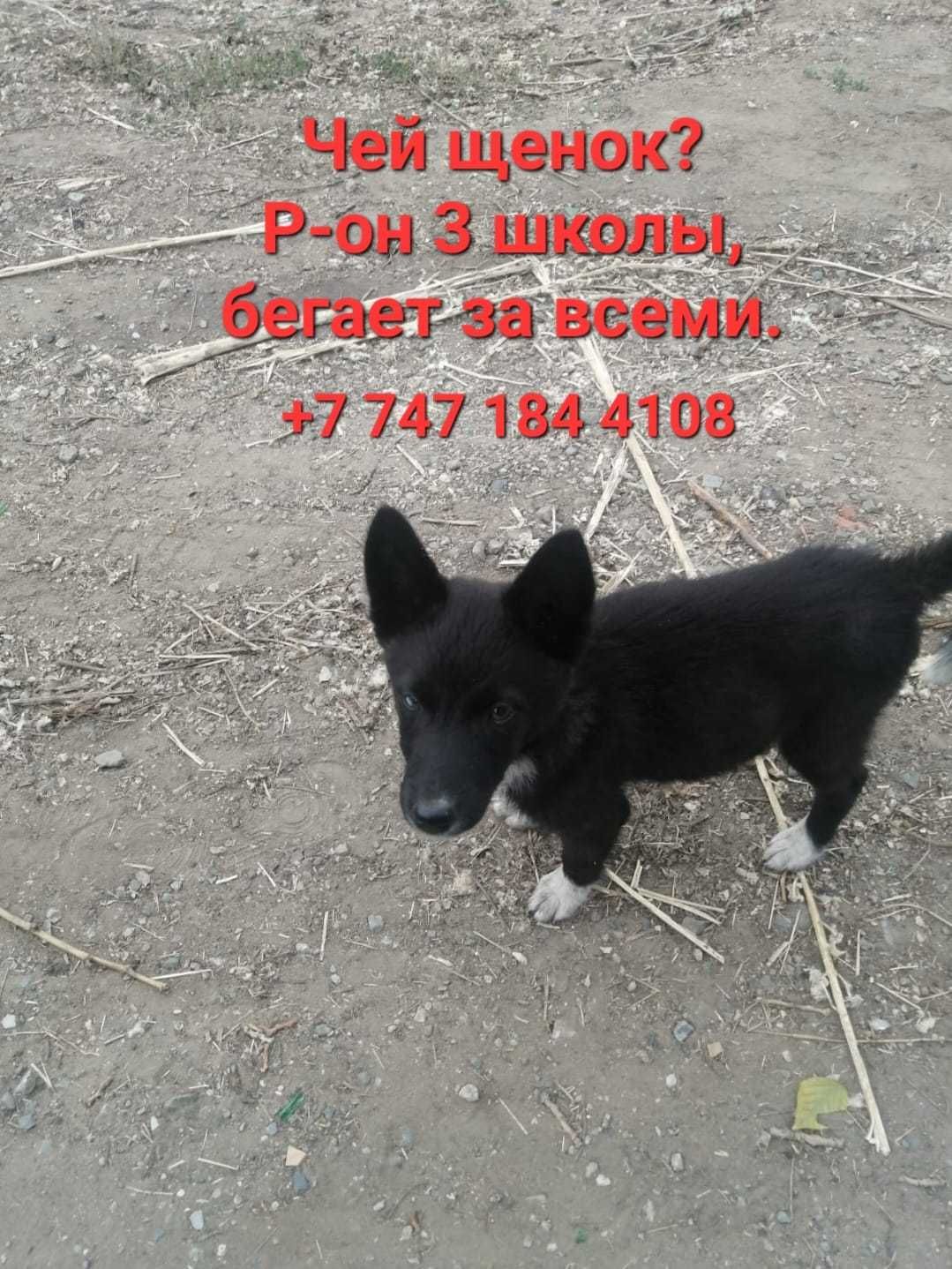 Чей щенок? Хозяин, забери!
