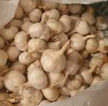 Продам домашний яровой чеснок