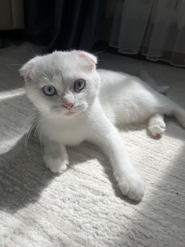 Шотландский вислоухий котёнок