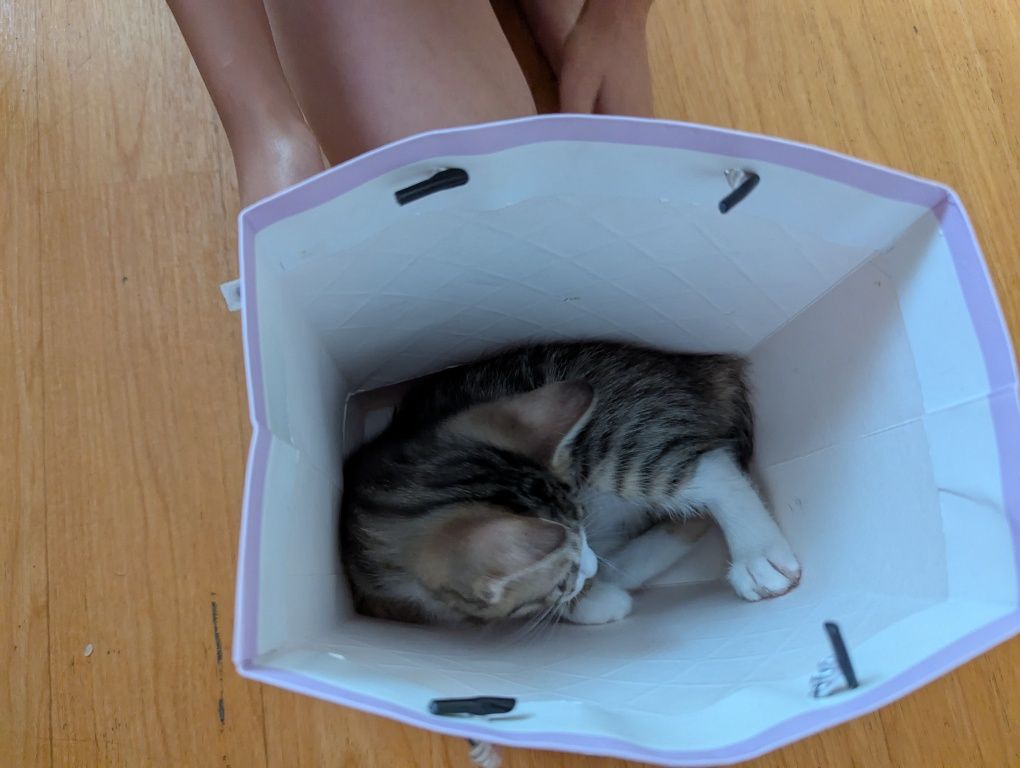 Котенок -рысенок. Курильский бобтейл. Аа