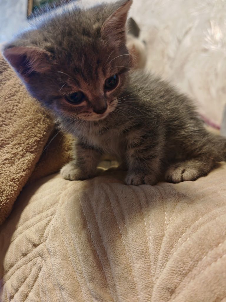 Отдам котят бесплатно