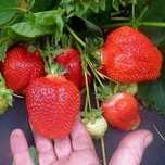 Продам саженцы клубники Азия