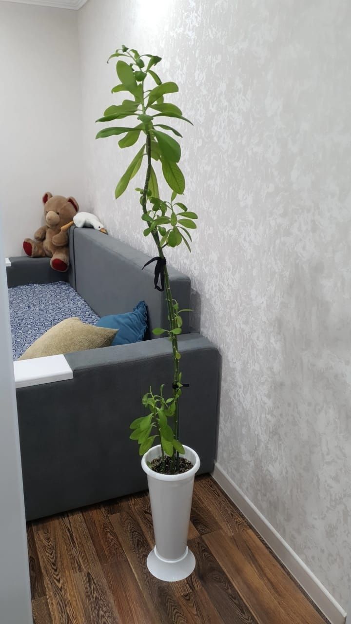Продам комнатные цветы