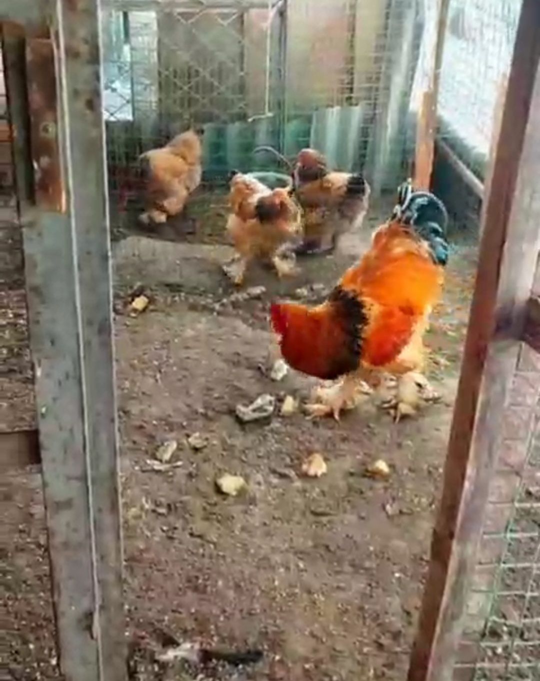 Продам Цыплят. Цены разные..
