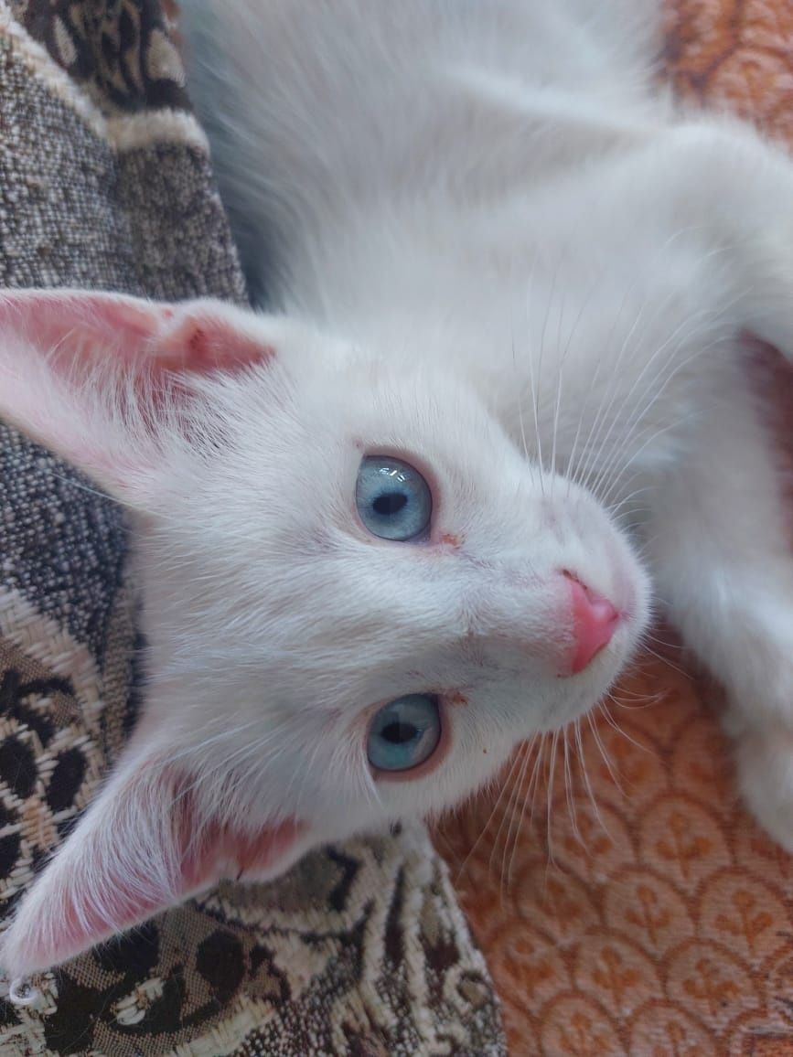 Котята,в добрые руки,шотландцы вислоухие