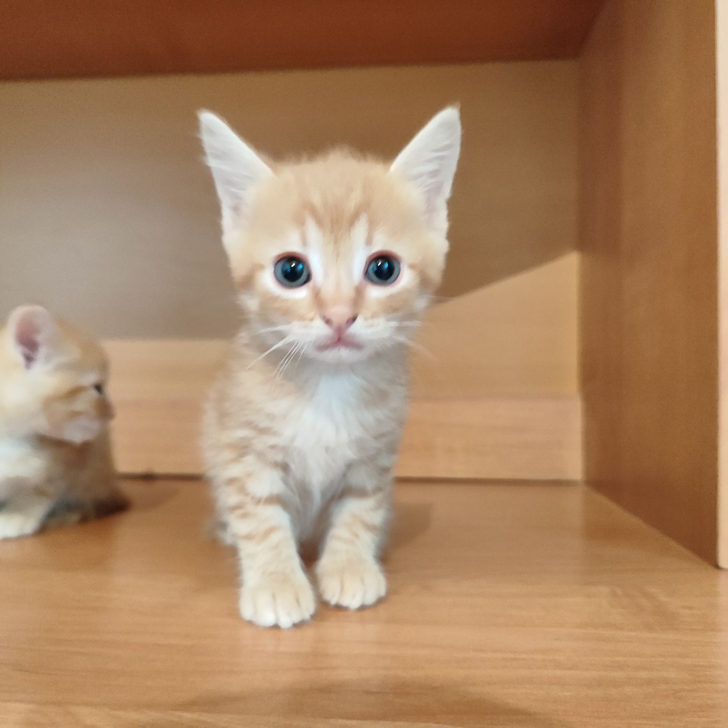 Отдам котенки мальчики бауырластар 2