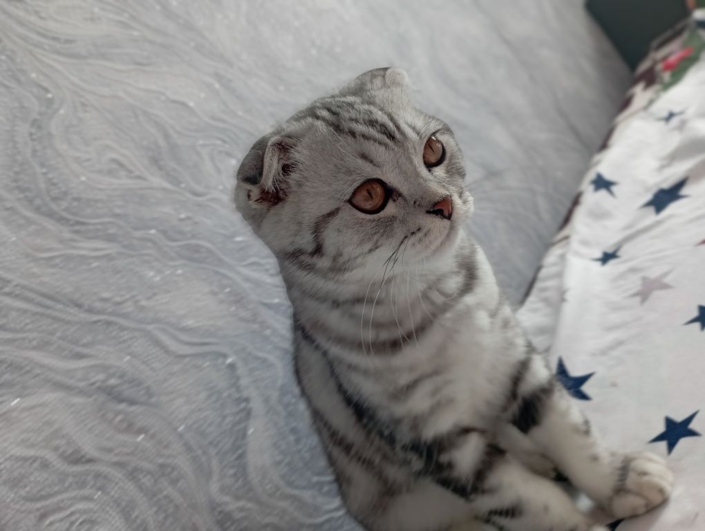 Ищу кошку для вязки