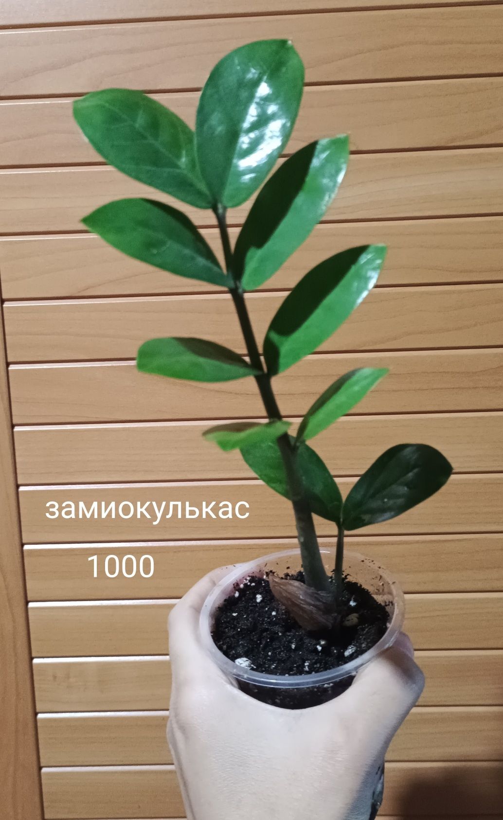 Комнатные цветы разные