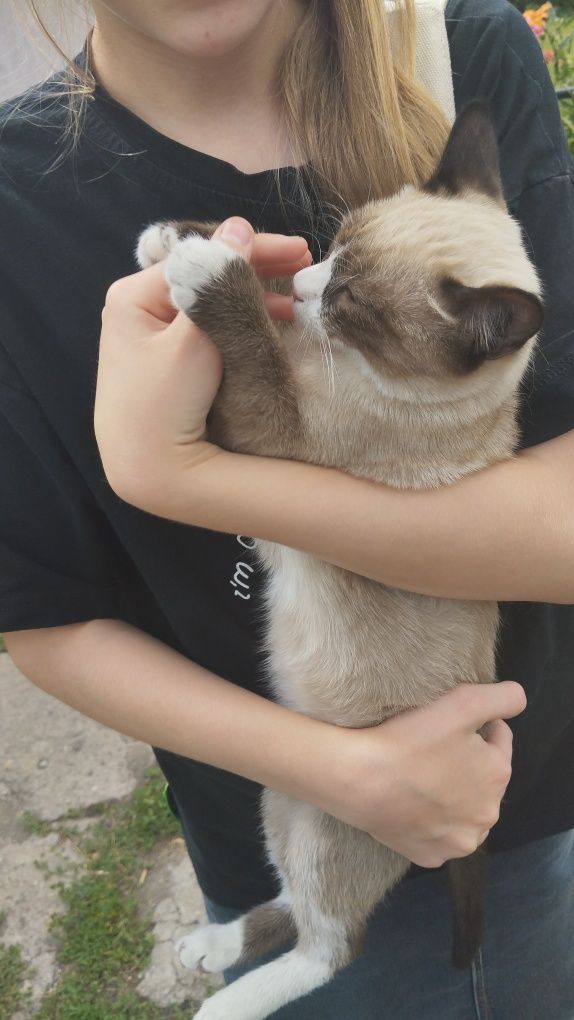 Котик 6 месяцев. Шустрый, умный, добрый.