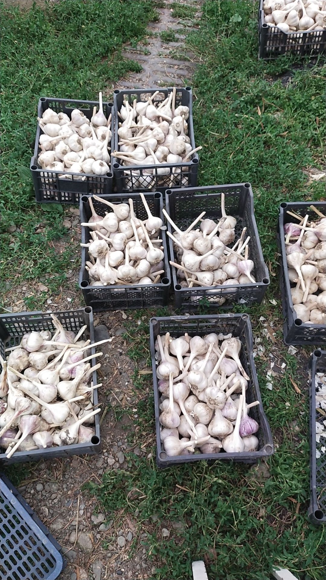 Продам домашний чеснок