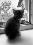 Котенок 1 месяц светлый окрас