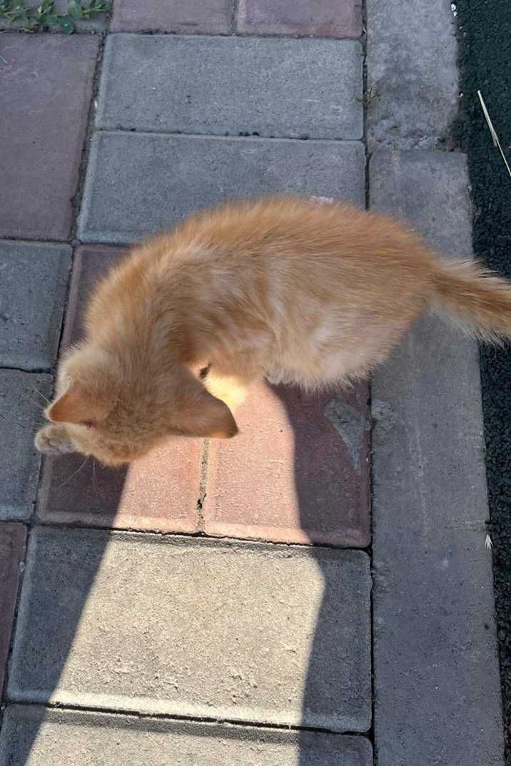 Котенок, 1 - 1.5 месяца