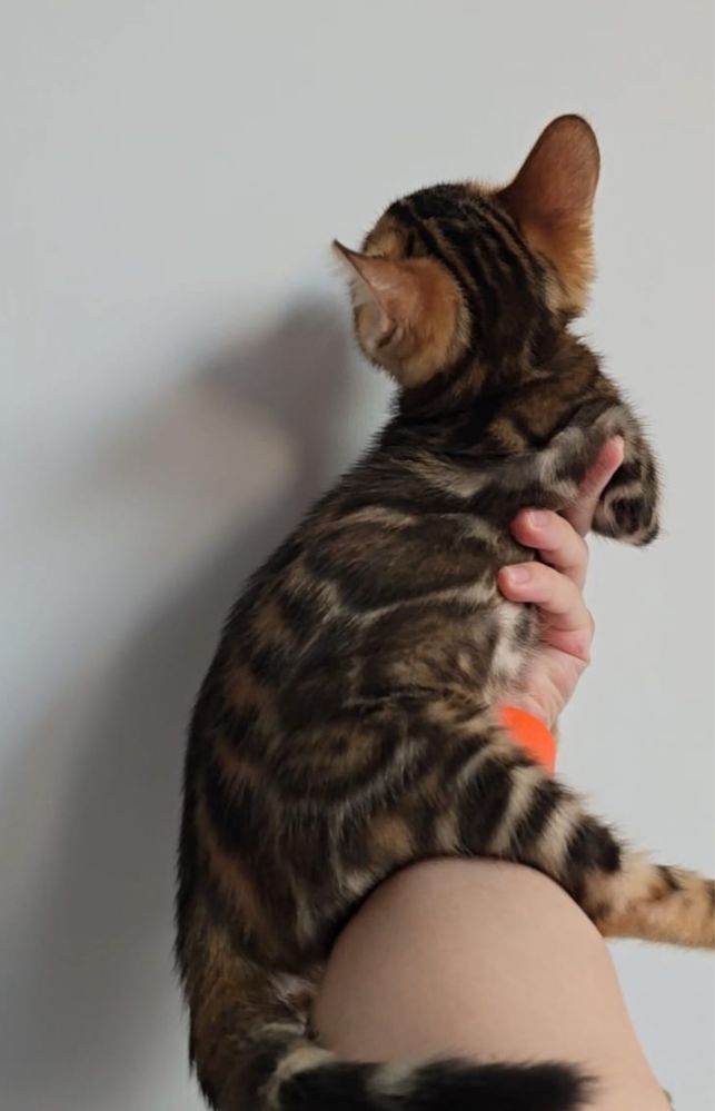 Бенгальские котята