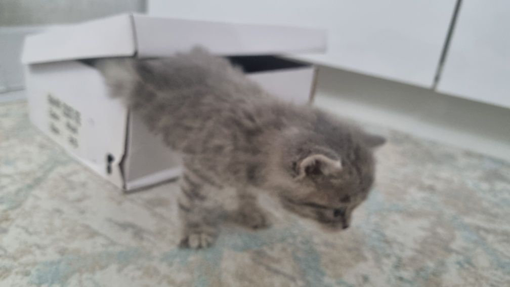 Котенок пушистый, подчиняеться приказам,не кусаеться просто играеться