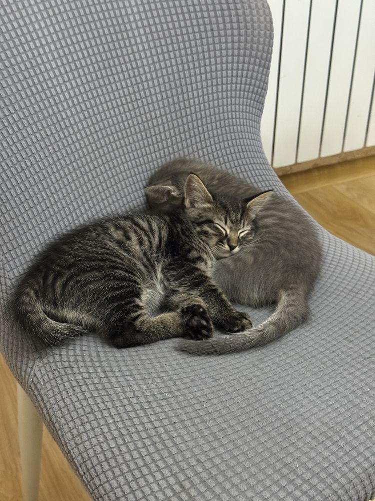 Домашные котяты отдам в хорошие руки