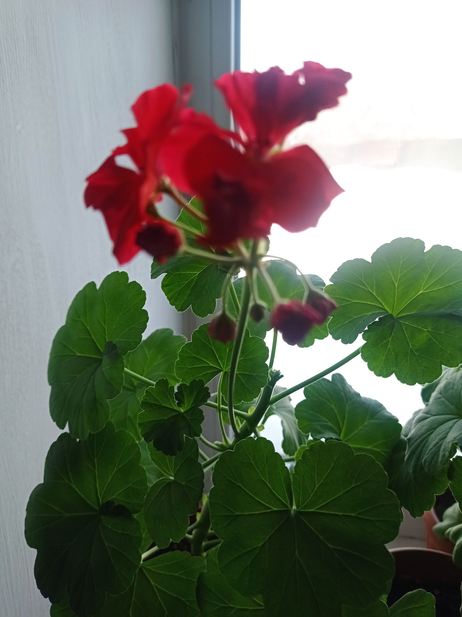 Продам цветущие герани