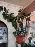 Каучуковый Фикус