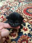 Котята породистые