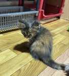 Отдам в добрые руки котят