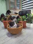Котята мальчики в хорошие руки