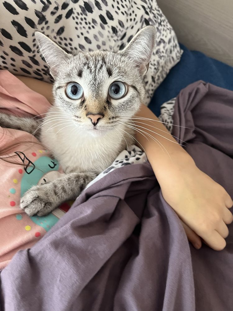 Кошка окраска Табби