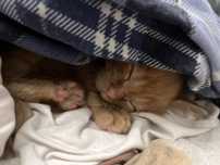 Котенок рыжий мальчик