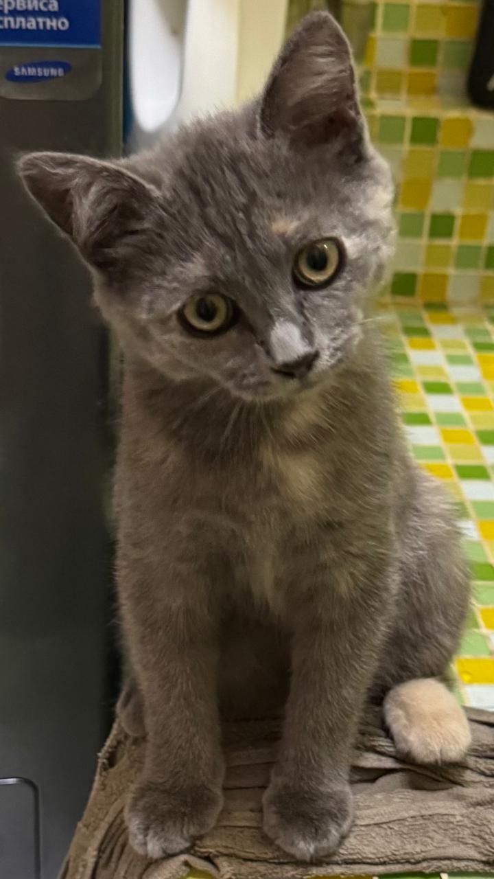 Отдам котёнка в хорошие руки